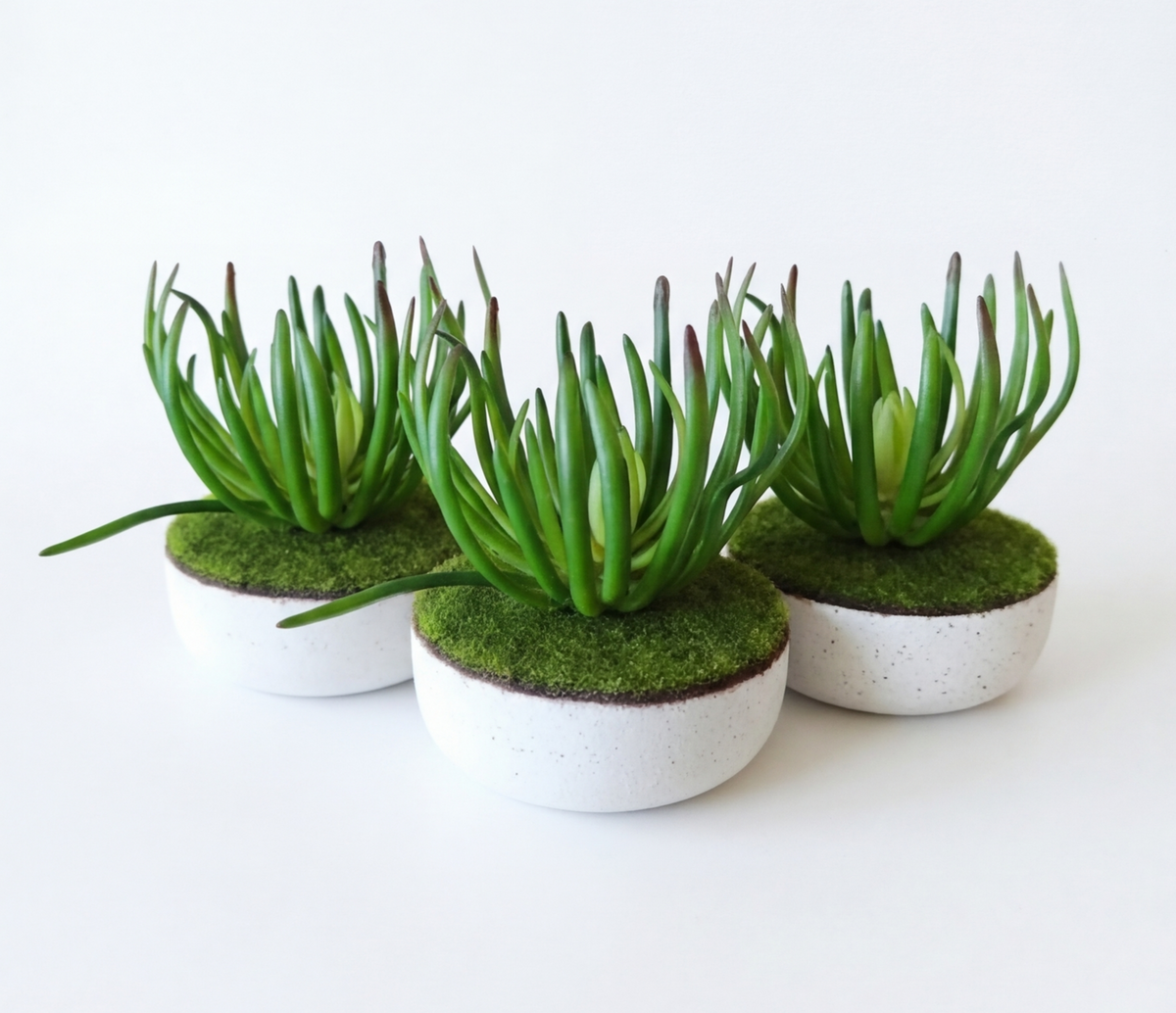 Trio de suculentas verdes
