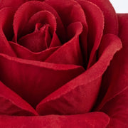 Colección Pasión: Éxtasis de Rosas - Vista 5