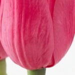 Arreglo Floral Artificial de Tulipán Fucsia para Decoración de Hogar - Image 5