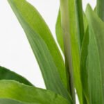 Arreglo Floral Artificial de Tulipán Fucsia para Decoración de Hogar - Image 8