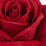 Ramo de Rosas Rojas Premium: Entrega a Domicilio de Flores Frescas - Image 5