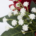 Ramo de Rosas Rojas Premium: Entrega a Domicilio de Flores Frescas - Image 6